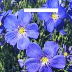 Blue Flax Seeds - Flower Seeds - BOGO